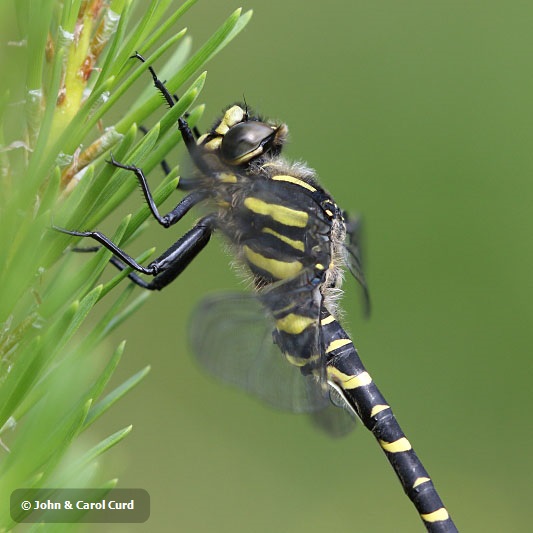 J17_1955 Cordulegaster boltonii male.JPG